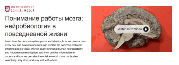 Понимание работы мозга: нейробиология в повседневной жизни