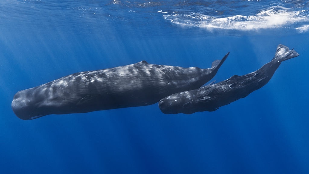 Whale and Dolphin Conservation (WDC) − международная организация, чьей миссией является обеспечение хороших условий как диким, так и содержащимся в неволе китообразным. Фото: Gabriel Barathieu (CC BY 2.0)