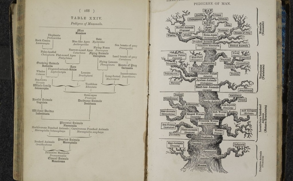 Ernst Haeckel's diagram of the evolution of man. Image: British Library