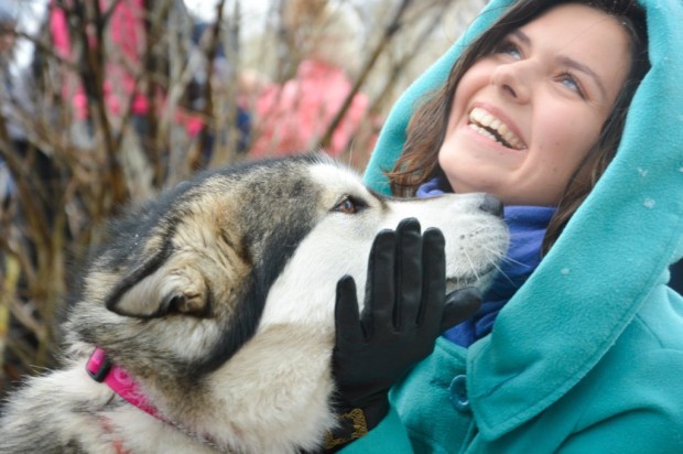 Северные собаки помогают благотворительности. Фотограф: Анна Афанасьева.