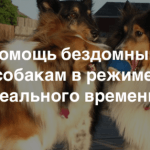 Краудфандинг. Проект Teddy Food: помогать бездомным животным легко и интересно