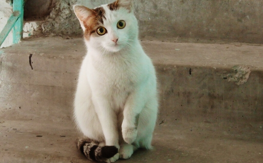 Нижегородское сообщество "Дай лапку" помогает бездомным животным. Фото: "Дай лапку".