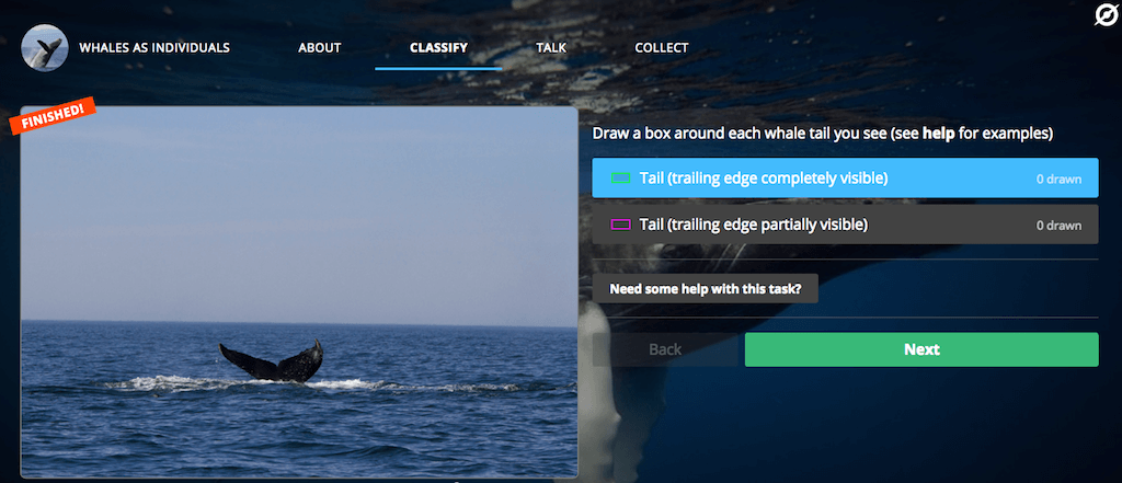 C помощью Zooniverse можно привлекать волонтеров для изучения снимков по всему миру. Фото: страница проекта Whales as Individuals на сайте Zooniverse.