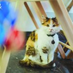 Тайм-кафе MURZIK: как социальные предприниматели помогают животным