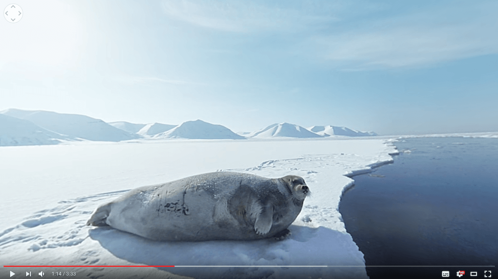 Видео 360° призвано обратить внимание людей на изменение климата в Арктике, которое происходит из-за разрушительного вмешательства нефтедобывающих компаний. Фото: снимок с сайта www.greenpeace.org