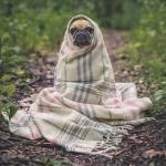Эксперимент: как фотографии животного влияют на успешность его устройства