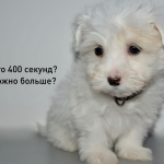 Презентация проектов: как сделать выступление в формате «Печа-Куча»