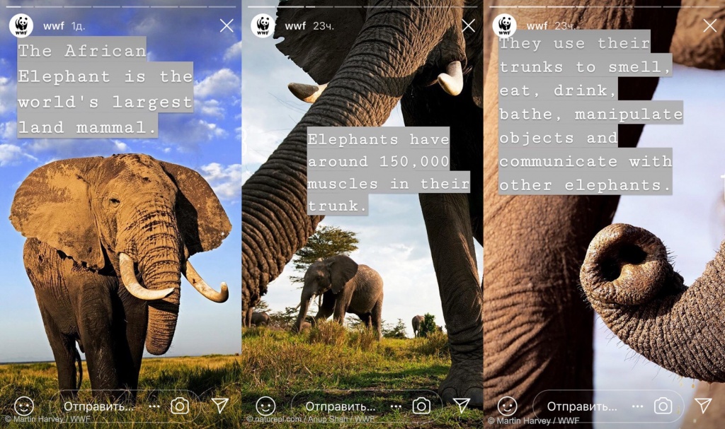 Так с помощью истории в Instagram специалисты WWF рассказывают про африканского слона. Изображение с сайта www.instagram.com/wwf
