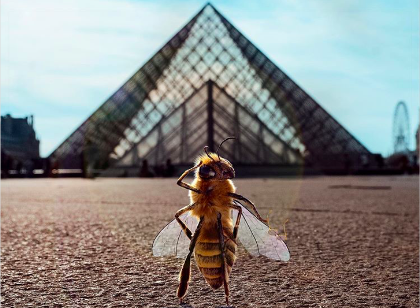 Первая в мире пчела-блогер привлекает внимание к экологическим проблемам. Фото из аккаунта @bee_nfluencer.