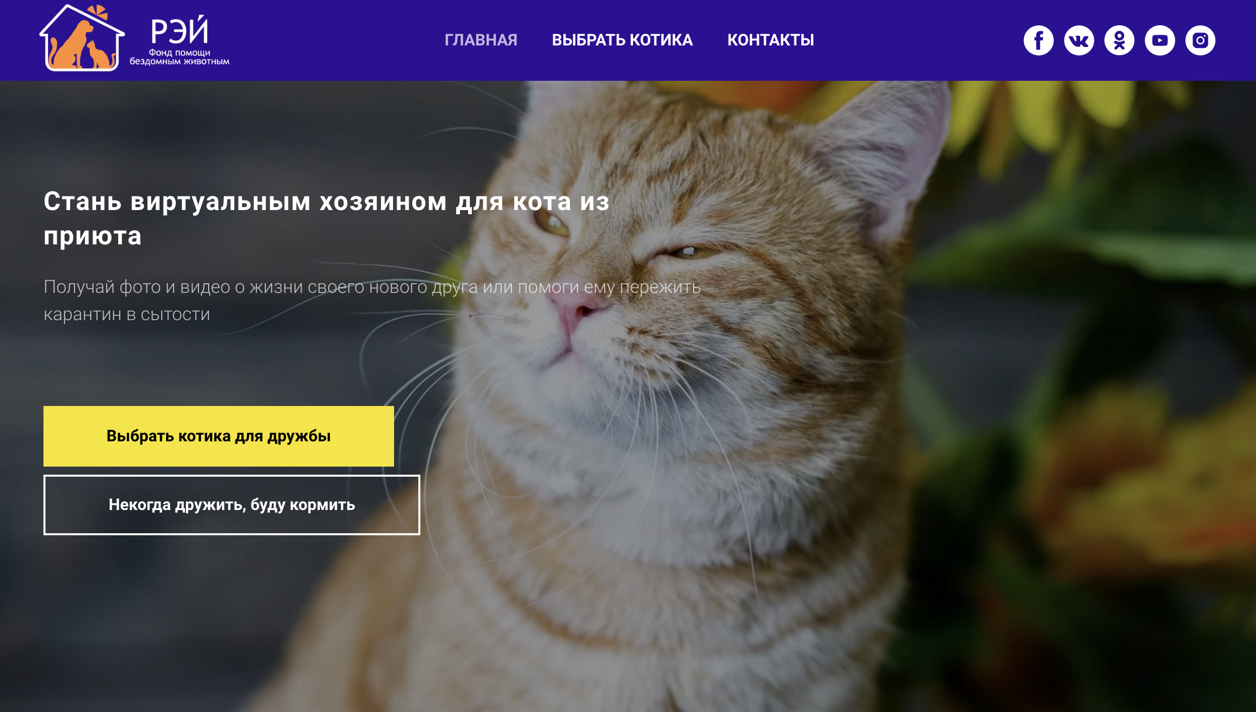 Фонд "Рэй" запустил актуальную кампанию "Стань виртуальным хозяином для кота из приюта". Изображение: скриншот с главной страницы сайта webcat.rayfund.ru