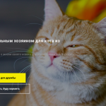 Мурчание в Сети: как фонд «РЭЙ» нашел новых доноров и дом для животных онлайн