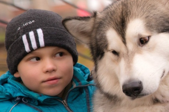 Фотосессия с северными ездовыми собаками – успешный опыт сбора средств на благотворительность